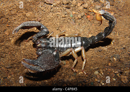 Heterometrus Xanthopus Familie SCORPIONIDAE. Riesige Wald Scorpion Stockfoto