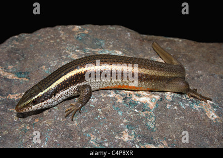 Gemeinsamen Skink oder gekielt indischen Mabuya (Eutropis Carinata) Stockfoto