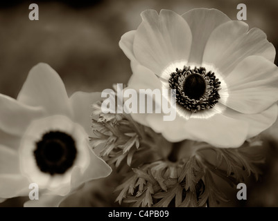 Nahaufnahme von Harmonie Scarlet Anemone Stockfoto