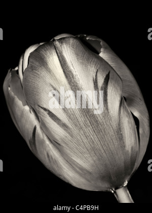 Tulpe, wie aus dem Wasser zu sehen. Stockfoto