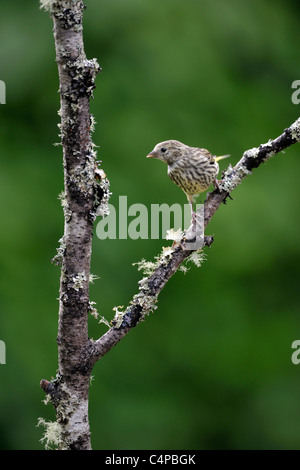 Eurasische Zeisig (Zuchtjahr Spinus) Stockfoto