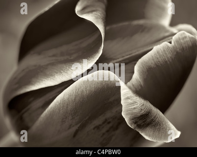 Nahaufnahme von roten Tulpe Blume Stockfoto