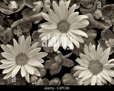 Schließen von Baladonna Blumen und Margerite Gänseblümchen mit Wassertropfen. Stockfoto