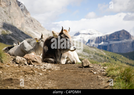 Drei Kühe liegen auf einem Pfad vor dem Plattkofels Berg, Dolomiten, Südtirol, Italien Stockfoto