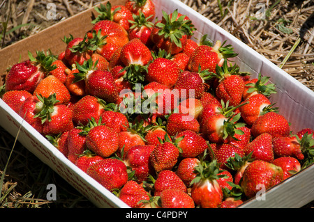 Kiste mit frisch gepflückten Erdbeeren Stockfoto