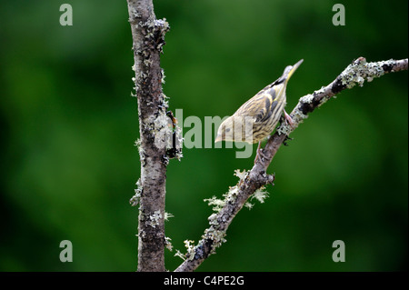 Eurasische Zeisig (Zuchtjahr Spinus) Stockfoto