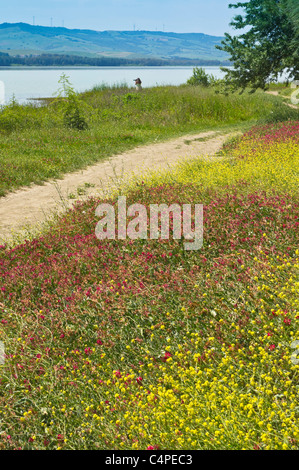 Lago San Giuliano Stausee in der Nähe von Matera, eine World Wildlife Fund "Oase" künstlichen aus ein kleiner Natursee. Wildblumen. Stockfoto