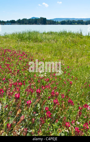 Lago San Giuliano Stausee in der Nähe von Matera, eine World Wildlife Fund "Oase" künstlichen aus ein kleiner Natursee. Wildblumen. Stockfoto