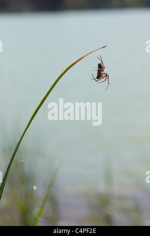 Lago San Giuliano Stausee in der Nähe von Matera, eine World Wildlife Fund "Oase" künstlichen aus ein kleiner Natursee. Spinne auf Reed. Stockfoto