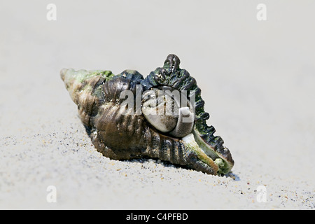 Einsiedlerkrebs in Havelock, Andaman Inseln. Stockfoto