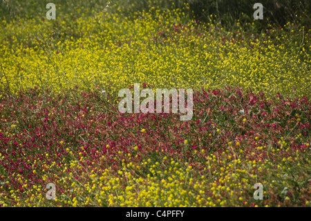 Lago San Giuliano Stausee in der Nähe von Matera, eine World Wildlife Fund "Oase" künstlichen aus ein kleiner Natursee. Wildblumen. Stockfoto