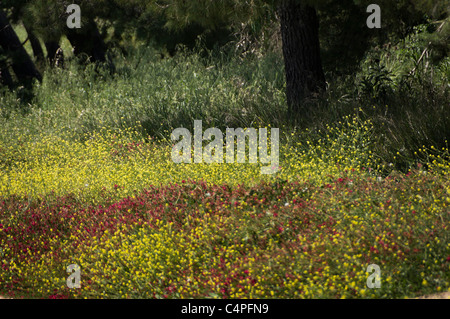 Lago San Giuliano Stausee in der Nähe von Matera, eine World Wildlife Fund "Oase" künstlichen aus ein kleiner Natursee. Wildblumen. Stockfoto