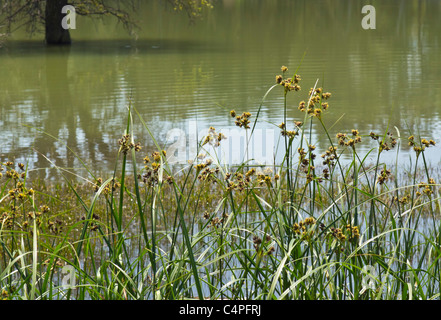 Lago San Giuliano Stausee in der Nähe von Matera, eine World Wildlife Fund "Oase" künstlichen aus ein kleiner Natursee. Am Ufer Schilf. Stockfoto