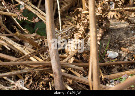 Weibliche Zauneidechse (Lacerta Agilis). Stockfoto