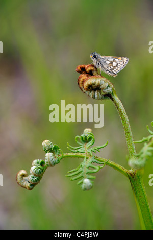 Karierte Skipper Butterfly (Carterocephalus Palaemon) Stockfoto