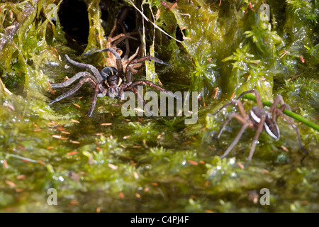 Weibliche Floß Spinne (Dolomedes Fimbriatus) schützt ihr Ställchen gegen den Vormarsch des einen männlichen Bewerber. Stockfoto