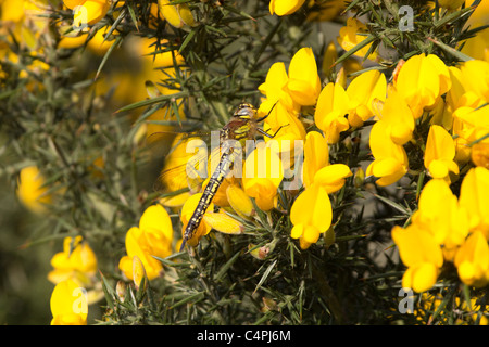 Weibliche behaarte Libelle (Brachytron Pratense) auf Ginster. Stockfoto