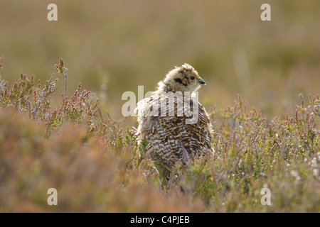 Moorschneehuhn (Lagopus Lagopus Scoticus) Küken in Heide, Sommer, Yorkshire, England, UK Stockfoto