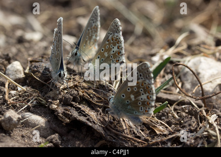 Männliche Adonis blaue Schmetterlinge (Lysandra Bellargus). Stockfoto