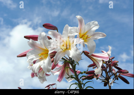 Lilium Regale oder königliche Lilie Stockfoto