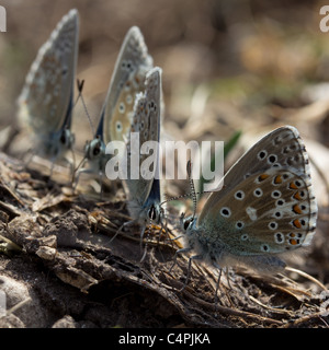 Männliche Adonis blaue Schmetterlinge (Lysandra Bellargus). Stockfoto