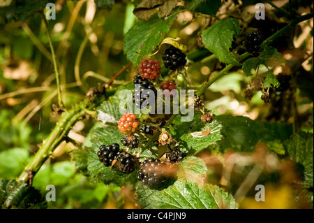 Reife und unreife Brombeeren auf Brombeerstrauch Stockfoto