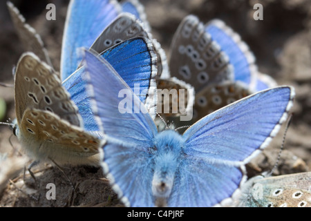 Männliche Adonis blaue Schmetterlinge (Lysandra Bellargus). Stockfoto