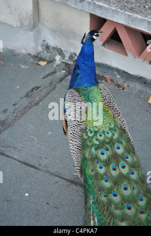 Pfau im Zoo von Lissabon Stockfoto