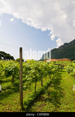 Weinberg, Kloster von Our Lady of Tears, Kloster der Madonna Delle Lacrime, Dongo, Comer See, Italien Stockfoto