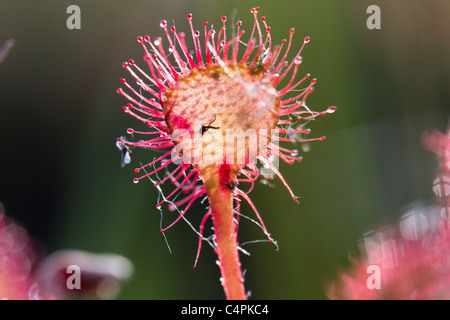 Rundblättriger Sonnentau (Drosera rotundifolia). Dorset, Großbritannien. Stockfoto