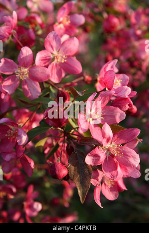 Blüte Crab, rote Blumen, Frühling, Baum Stockfoto