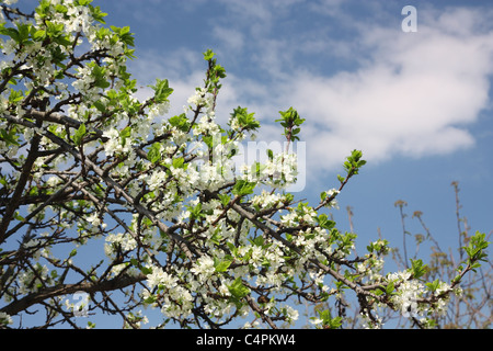 Blühender Birnbaum gegen den blauen Himmel Stockfoto