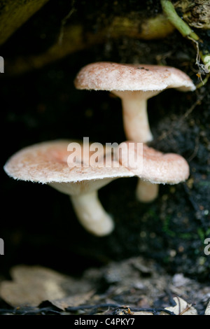 Wollige Milch Cap Lactarius torminosus Stockfoto