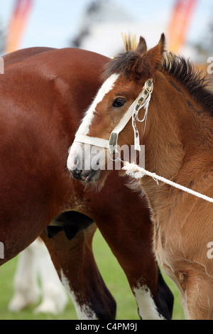 Shire Vollblut eine britische Rasse von Zugpferd Mare und Fohlen auf der Cheshire Game & Country Fair Show, Knutsford, Großbritannien Stockfoto