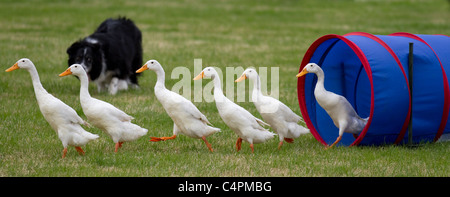 Schäferhund treibende Enten Gänse, Indian Runner Events und Konkurrenten an der Cheshire Spiel & Country Fair zeigen, Knutsford, Großbritannien Stockfoto