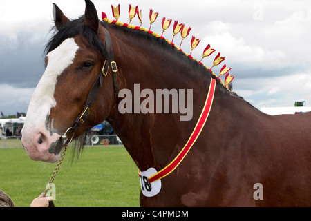 Haevyt Champion Shire Clydesdale Pferd in der Schauplatz Parade. Paradering. Pferd, Reitsport, Pferd, Mähne, Preishengst. Veranstaltungen und Teilnehmer der Cheshire Game & Country Fair Show, Knutsford, Großbritannien Stockfoto