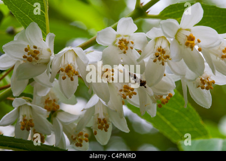 Deutzie Pulchra Strauch Stockfoto