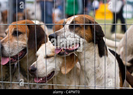 Käfige Fuchs Jagdtiere, Hund, Tier, Jagdhunde, Säugetiere, Hunde, Jäger, Fell, weiß, Jagdpaket, Hundefresser, der englische Foxhound. Stockfoto