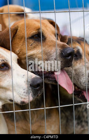 Käfige Fuchs Jagdtiere, Hund, Tier, Jagdhunde, Säugetiere, Hunde, Jäger, Fell, weiß, Jagdpaket, Hundefresser, der englische Foxhound. Stockfoto