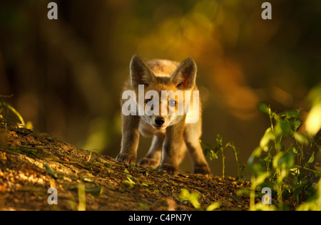 Neugierige Red Fox Cub starrte Schecken im Wald Licht (Vulpes Vulpes) Stockfoto