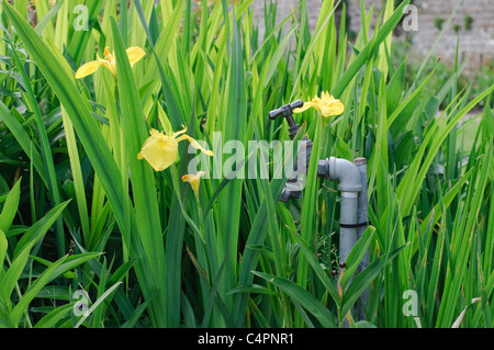 Garten Wasserhahn, umgeben von Blumen Stockfoto