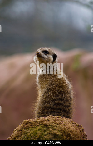 Erdmännchen auf einem Felsen der Zoo von Chester, Cheshire England Stockfoto