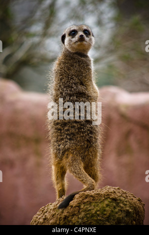 Eine neugierige Erdmännchen steht auf Rock im Zoo von Chester, Cheshire, England Stockfoto