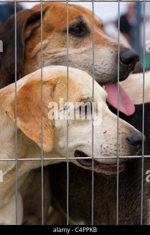 Käfige Fuchs Jagdtiere, Hund, Tier, Jagdhunde, Säugetiere, Hunde, Jäger, Fell, weiß, Jagdpaket, Hundefresser, der englische Foxhound. Stockfoto