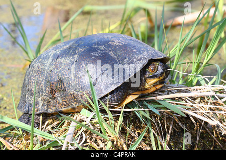 Blandings Schildkröte (Emydoidea Blandingii) Stockfoto