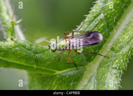 Langbeinige fliegen, Poecilobothrus Nobilitatus, Dolichopodidae, Diptera. Aka. Semaphore Fly und funkelnden grünen fliegen. Stockfoto