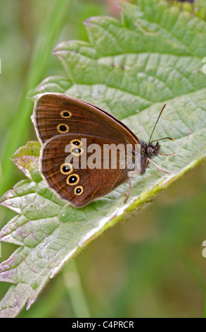 Ringel Schmetterling, Aphantopus Hyperantus (Augenfalter), Nymphalidae.  Britische wilde Schmetterling. Stockfoto