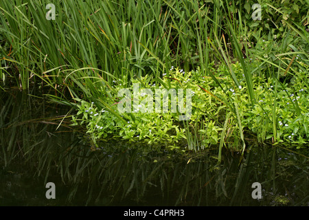 Wasser-Vergissmeinnicht, Myosotis Scorpioides, Boraginaceae Stockfoto