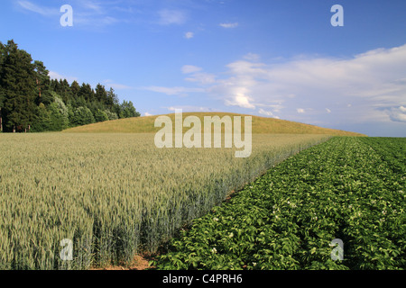 Magdalenenberg (Häuptlings Grab von Villingen) Stockfoto