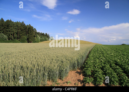 Magdalenenberg (Häuptlings Grab von Villingen) Stockfoto